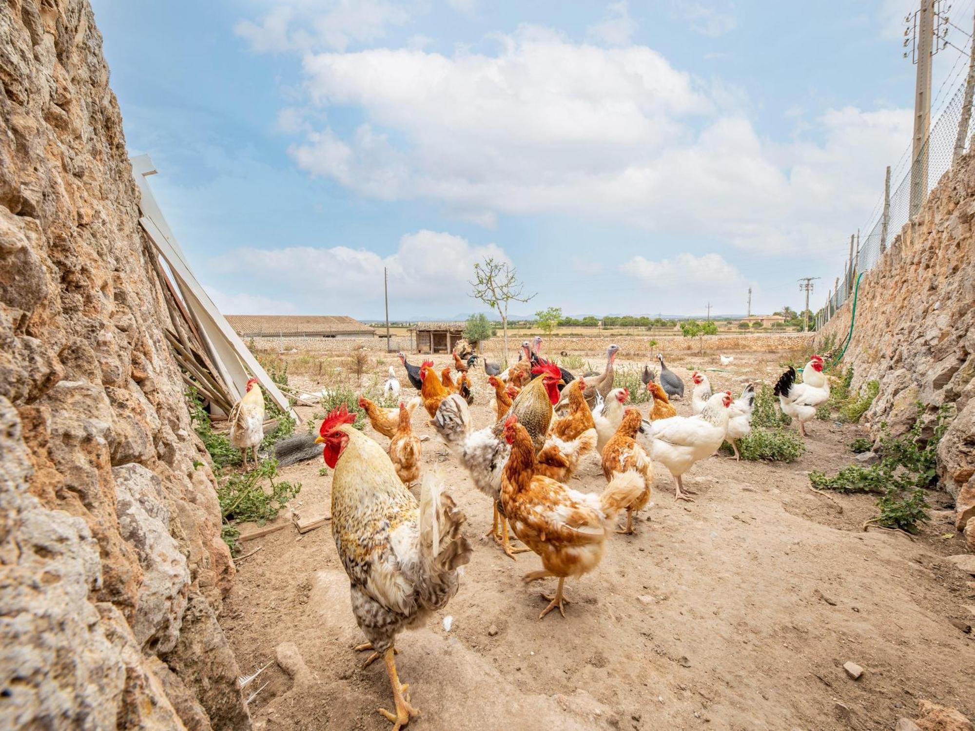 Possessio Sa Barrala Gallinero كامبوس المظهر الخارجي الصورة